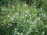 Anthericum ramosum