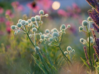 Eryngium yuccifolium