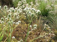 Eryngium yuccifolium