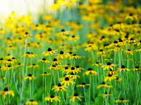 Rudbeckia fulgida var. speciosa