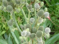 Eryngium agavifolium