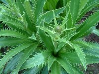 Eryngium agavifolium