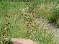 Eryngium agavifolium