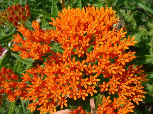 Asclepias tuberosa ssp. interior