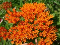 Asclepias tuberosa ssp. interior