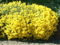 Alyssum (Aurinia) saxatile Goldkugel