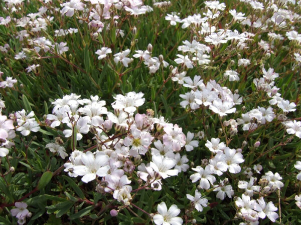 Gypsophila repens