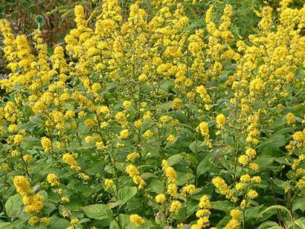 Solidago flexicaulis