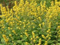 Solidago flexicaulis