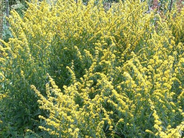 Solidago caesia Maryland