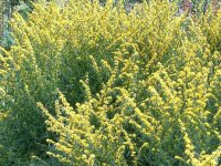 Solidago caesia Maryland