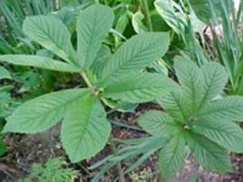 Rodgersia henricii (Absaat)