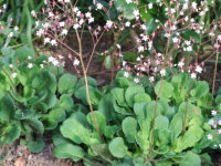 Saxifraga x urbium (umbrosa)