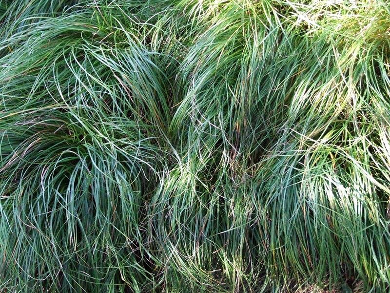 Carex caryophyllea Hybr. The Beatles