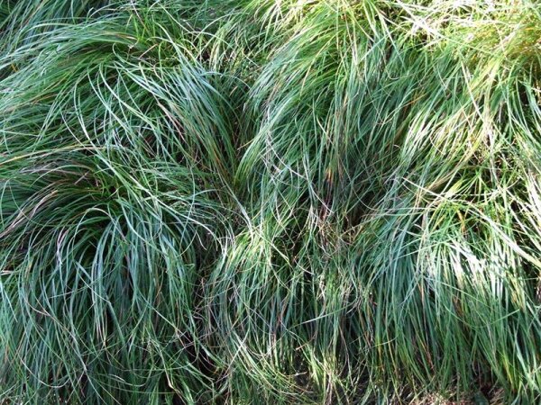 Carex digitata-Hybr. The Beatles