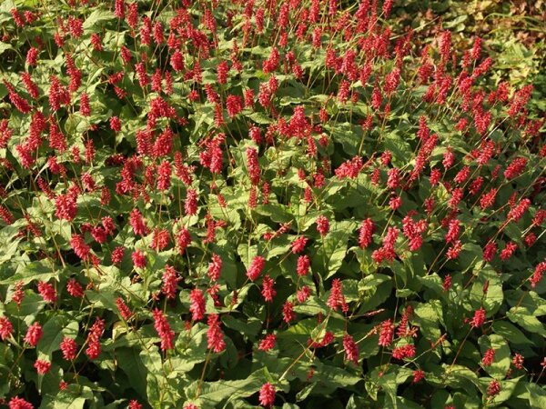 Bistorta (Persicaria) amplexicaulis Inverleith