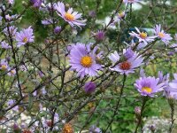 Aster (Symphyotrichum) laevis Calliope