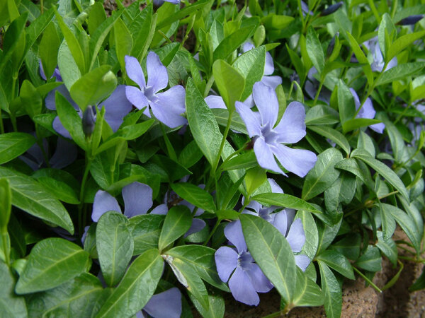 Vinca minor Marie`®