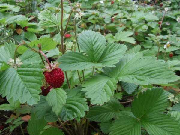 Fragaria vesca var. vesca