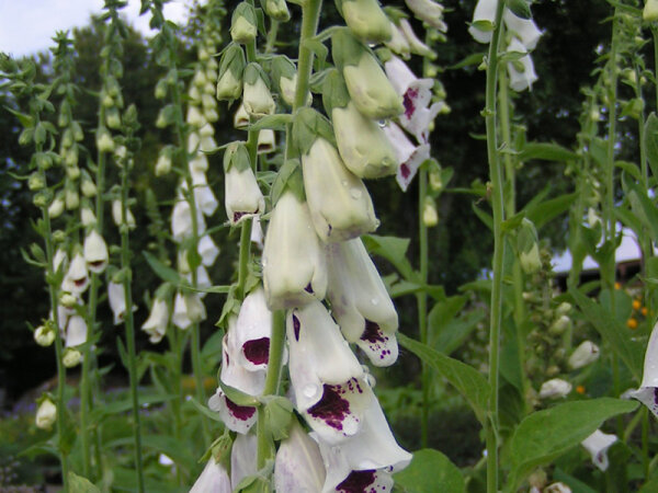 Digitalis purpurea Pam`s Choice