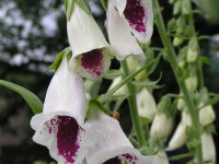 Digitalis purpurea Pam`s Choice