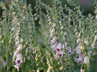 Digitalis purpurea Pam`s Choice