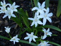 Chionodoxa luciliae Alba (25 Stk.)