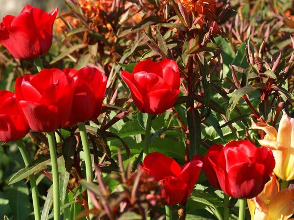 Tulipa Ile de France (5 Stk.)