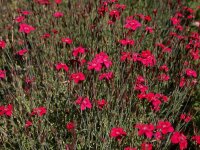 Dianthus deltoides Brillant