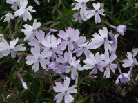 Phlox subulata Emerald Cushion Blue