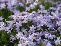 Phlox subulata Emerald Cushion Blue