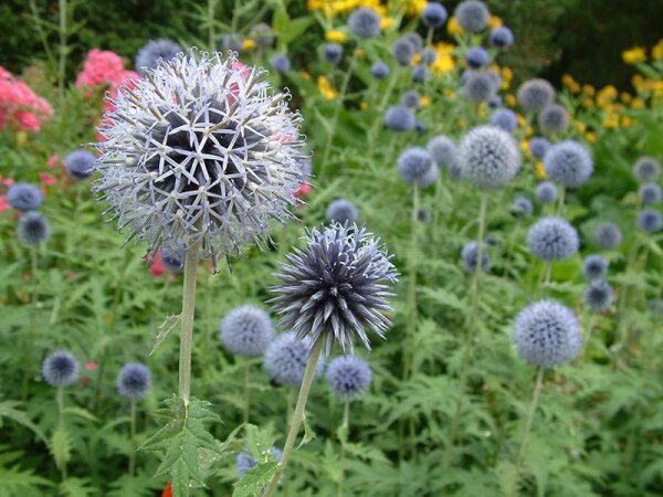 Echinops ritro