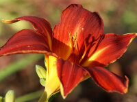 Hemerocallis Hybr. Crimson Pirate