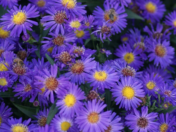 Aster (Symphyotrichum) novi-belgii Schöne von Dietlikon