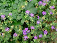 Geranium wlassovianum