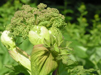 Angelica archangelica