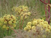 Angelica archangelica