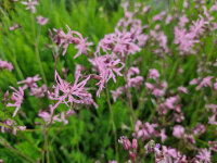 Lychnis flos-cuculi