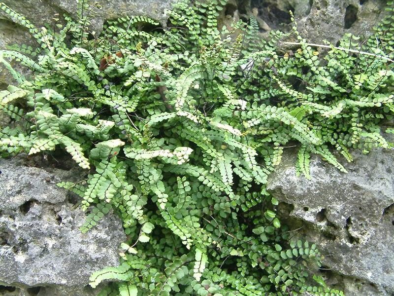 Asplenium trichomanes