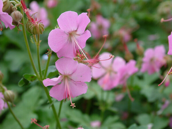 Geranium x cantabrigiense Berggarten