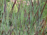 Panicum virgatum Heiliger Hain