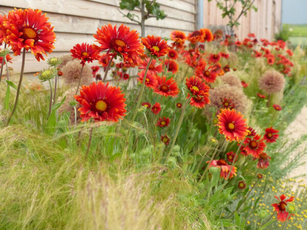 Gaillardia x grandiflora Tokajer