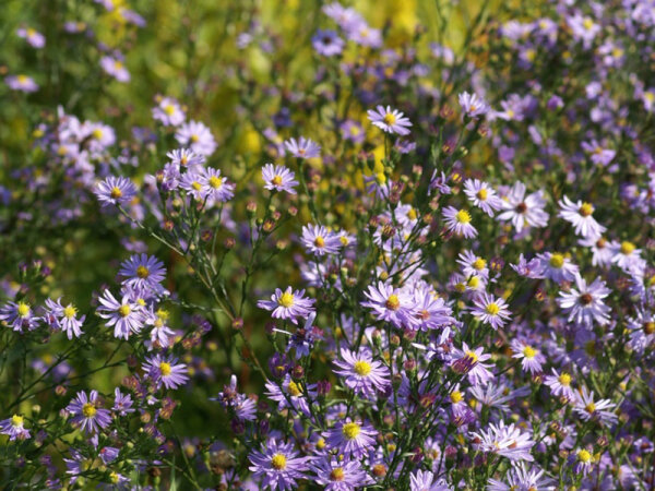 Aster (Symphyotrichum) azureus (oolentangiense)