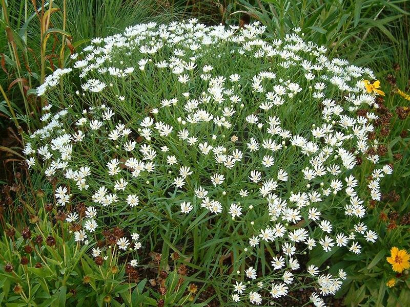Solidago ptarmicoides (syn. Oligoneuron album)