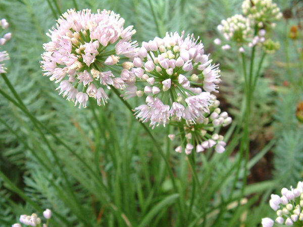 Allium lusitanicum (senescens subsp. montanum)