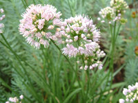 Allium lusitanicum (senescens subsp. montanum)