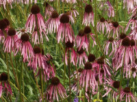 Echinacea pallida