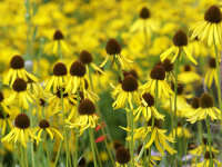 Echinacea paradoxa var. paradoxa