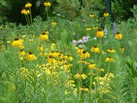 Echinacea paradoxa var. paradoxa