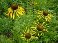 Echinacea paradoxa var. paradoxa